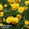 Anthemis Sancti-johannis -Garden Plants ANTH KA4645 A