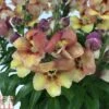 Antirrhinum 'Bronze Apricot' -Garden Plants ANTI TKA0717 A