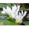 Aponogeton Distachyos (Deep Water Aquatic) -Garden Plants APON T78090 A h