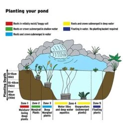 Fontinalis Antipyretica (Oxygenating Aquatic) -Garden Plants AQUATIC IMAGE B h 3
