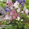 Aquilegia Caerulea 'Biedermeier' -Garden Plants AQUI BIEDERMEI H63834