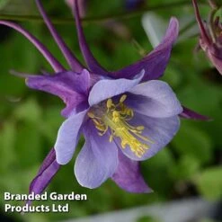 Aquilegia ‘Earlybird™ Purple Blue’ -Garden Plants AQUI EARLYPURP S40383