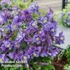 Aquilegia ‘Earlybird™ Purple Blue’ -Garden Plants AQUI EARLYPURP S40384