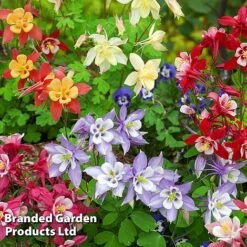 Perennial Eternal Flowering Collection 17 Perennial Eternal Flowering Collection -Garden Plants AQUI MRSSCOELL L243632021