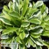 Arabis Ferdinandi-coburgi 'Old Gold' -Garden Plants ARAB 63872 A