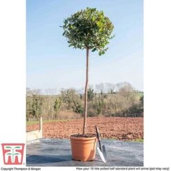 Arbutus Unedo -Garden Plants ARBU T58130 L