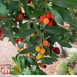 Arbutus Unedo F. Rubra -Garden Plants ARBU T66053 C1