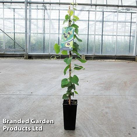 Aristolochia Durior 3 Aristolochia Durior