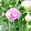 Armeria 'Ballerina Lilac' -Garden Plants ARME KA4697 A