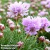 Armeria Caespitosa -Garden Plants ARME KC9074 A