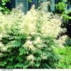 Aruncus Dioicus -Garden Plants ARUN DIOICUS H63837