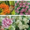 Asclepias Collection -Garden Plants ASCL KB1785 A1