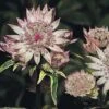 Astrantia Major -Garden Plants AST7900 A h
