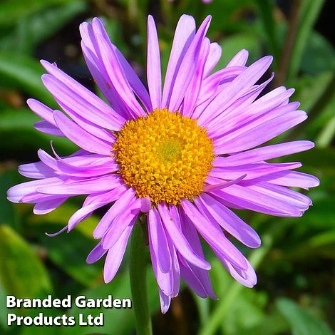 Aster Alpinus 'Happy End' 3 Aster Alpinus 'Happy End'