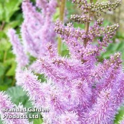 Nurserymans Choice Astilbe -Garden Plants ASTI CHINENSIS S034342