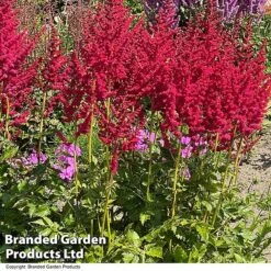 Nurserymans Choice Astilbe -Garden Plants ASTI HOTPEARLS S28379