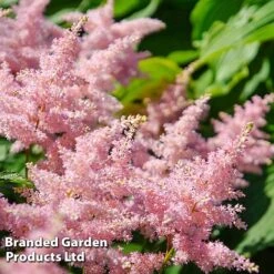 Nurserymans Choice Astilbe -Garden Plants ASTI LOOKATME L06779