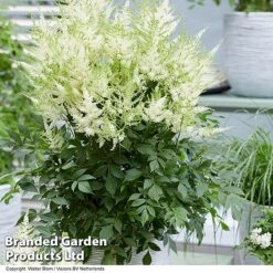 Nurserymans Choice Astilbe -Garden Plants ASTI MOJITO S25072