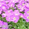 Aubretia Gracilis 'Kitte Blue' -Garden Plants AUBR 63892 A