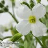 Aubretia Gracilis 'Kitte White' -Garden Plants AUBR 63896 A