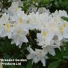 Azalea 'Daviesii' -Garden Plants AZAL DECIDDAVI W45025