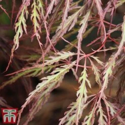 Acer Palmatum 'Crimson Queen' -Garden Plants Acer crimson
