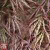 Acer Palmatum 'Crimson Queen' -Garden Plants Acer crimson3