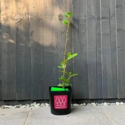 Alder Tree (Alnus Glutinosa) Grown By Cotswold Trees -Garden Plants Alder