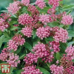 Asclepias Collection -Garden Plants Asclepias Cind