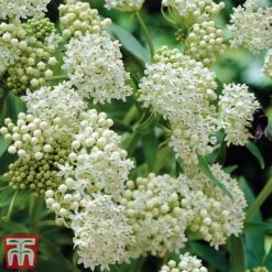 Asclepias Collection -Garden Plants Asclepias Ice