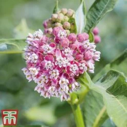 Asclepias Collection -Garden Plants Asclepias Soul2