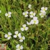 Baldellia Ranunculoides (Marginal Aquatic) -Garden Plants BALD T78097 A h