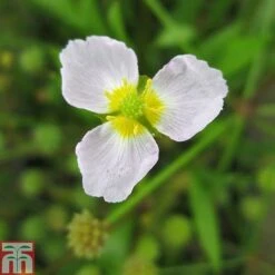 Baldellia Ranunculoides (Marginal Aquatic) -Garden Plants BALD T78097 C h