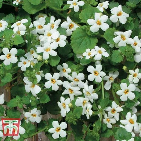 White Hanging Basket Duo 4 White Hanging Basket Duo - Image 2