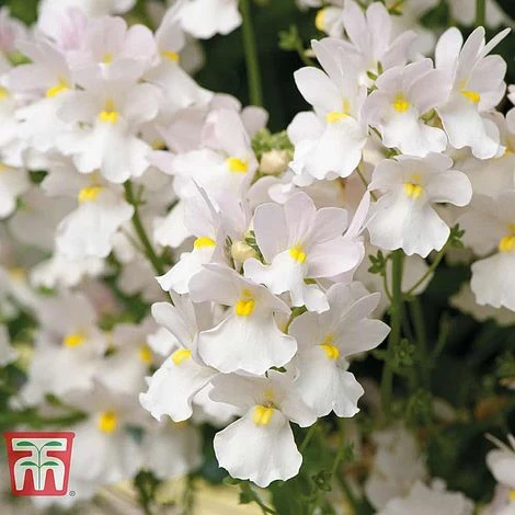 White Hanging Basket Duo 5 White Hanging Basket Duo - Image 3