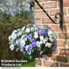 Viola 'Ocean Blues Collection' -Garden Plants BASK PREPLVIOL T49365