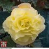 Begonia 'Fragrant Falls Improved™ - Lemon Delight' -Garden Plants BEGO KB2774 A