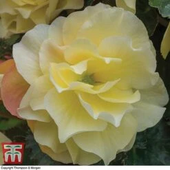 Begonia 'Fragrant Falls Improved&trade; - Lemon Delight' -Garden Plants BEGO KB2774 C