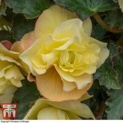 Begonia 'Fragrant Falls Improved&trade; - Lemon Delight' -Garden Plants BEGO KB2774 D