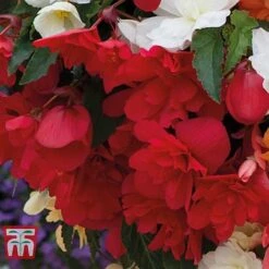 Garden Plants -Garden Plants BEGO P86758 B