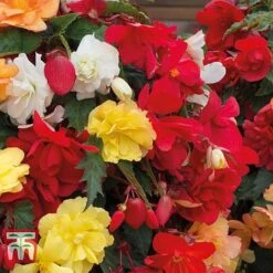 Begonia X Tuberhybrida 'Illumination Mixed' -Garden Plants BEGO P86758 C