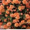 Begonia 'Fragrant Falls Improved™ - Apricot Delight' -Garden Plants BEGO T47320 A h