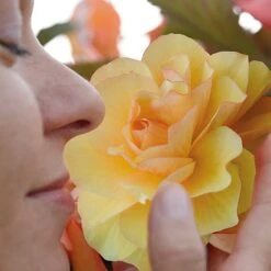 Garden Plants -Garden Plants BEGO T47320 B h