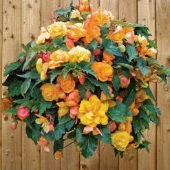 Begonia 'Fragrant Falls Improved™ - Apricot Delight' -Garden Plants BEGO T47320 C h