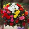 Begonia 'Nonstop Mixed' - Tubers -Garden Plants BEGO T47418 A h