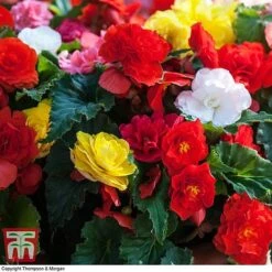 Begonia 'Nonstop Mixed' - Tubers -Garden Plants BEGO T47418 B2