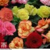 Begonia 'Majestic Mixed' -Garden Plants BEGO T67458 B