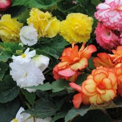 Begonia 'Majestic Mixed' -Garden Plants BEGO T67458 B h