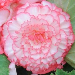 Begonia 'Majestic Mixed' -Garden Plants BEGO T67458 D