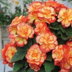 Begonia 'Majestic Mixed' -Garden Plants BEGO T67458 E